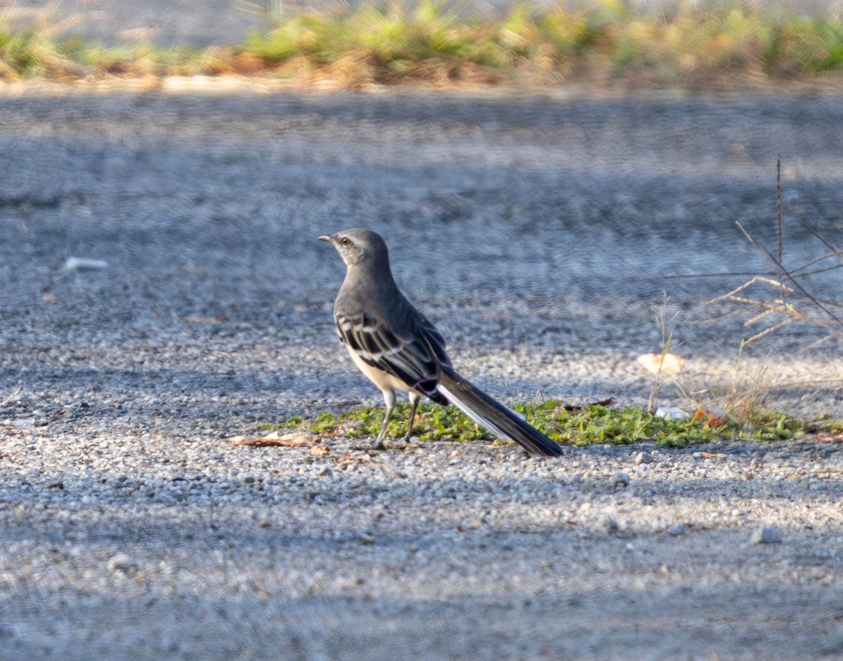 Northern Mockingbird - ML624176301