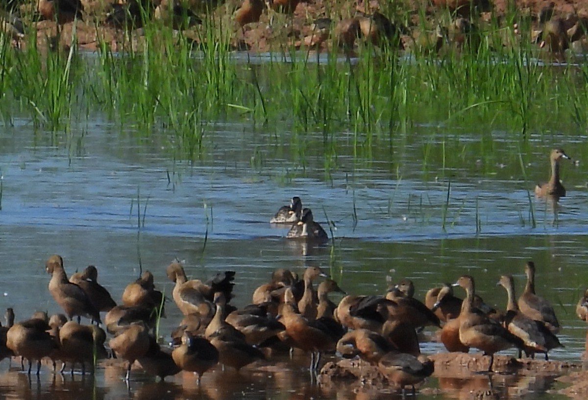 Indian Spot-billed Duck - ML624176314