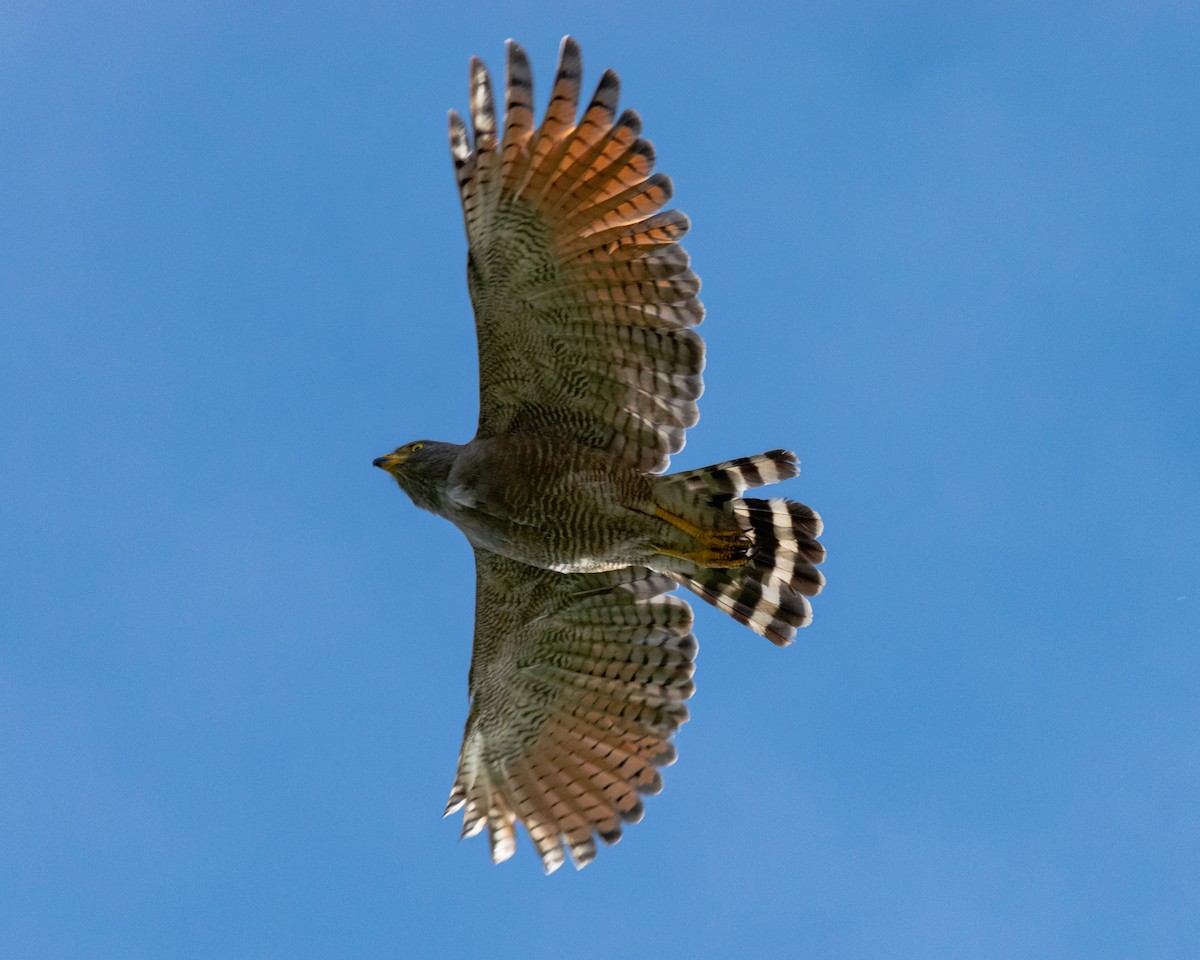 Roadside Hawk - ML624176328