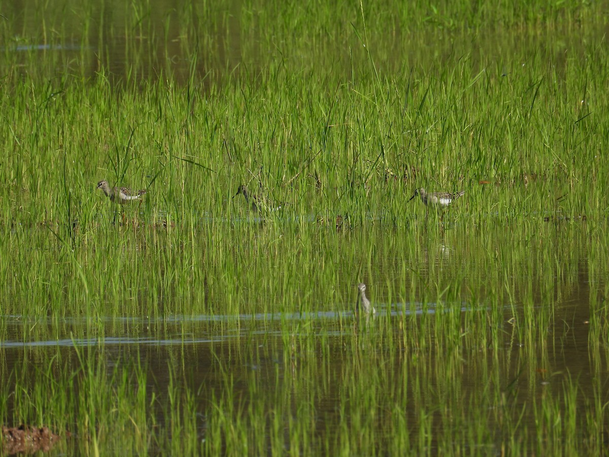 Wood Sandpiper - ML624176333