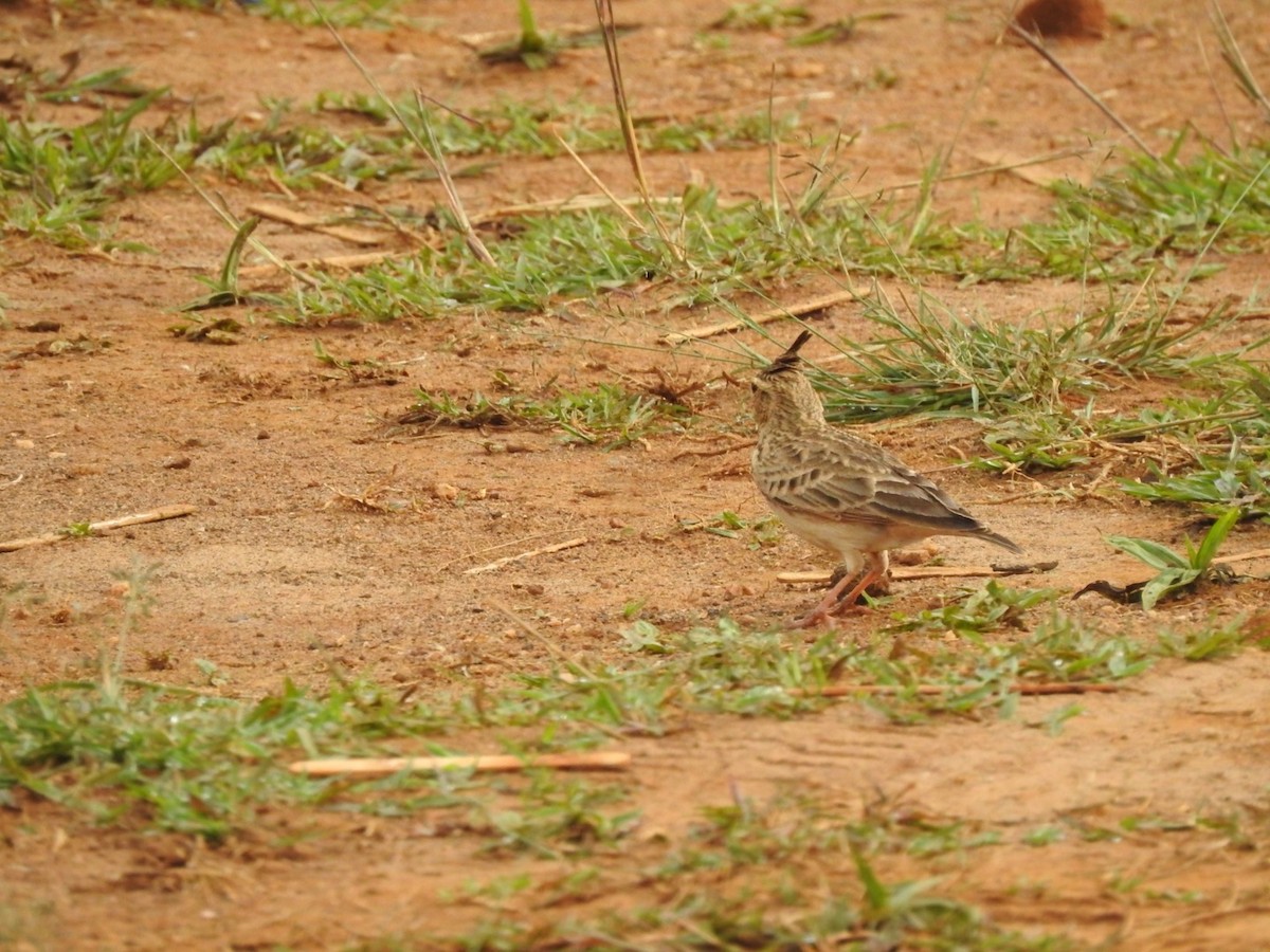 Malabar Lark - ML624176340