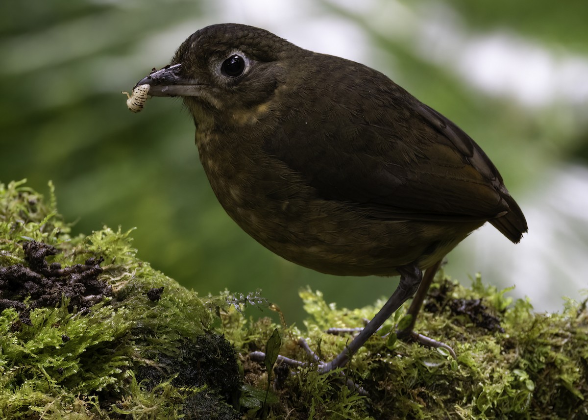 Plain-backed Antpitta - ML624176348