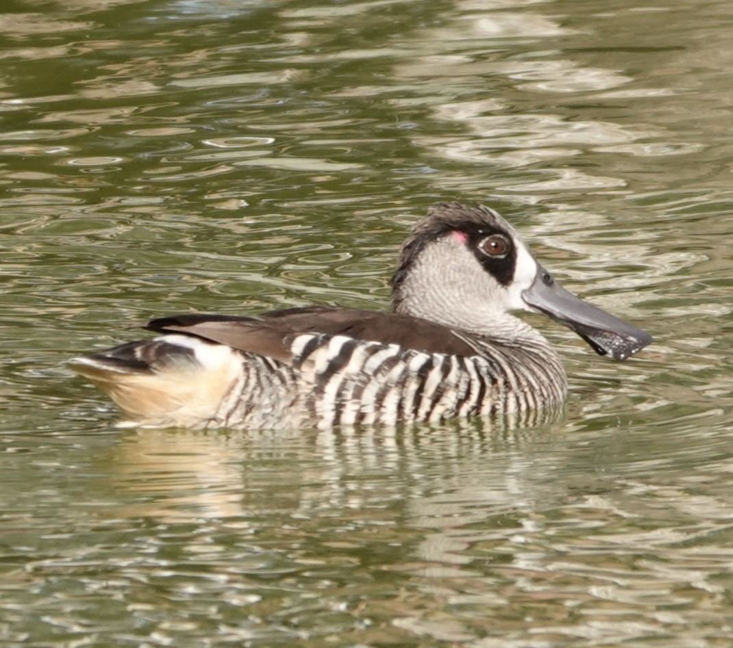 Pink-eared Duck - ML624176356