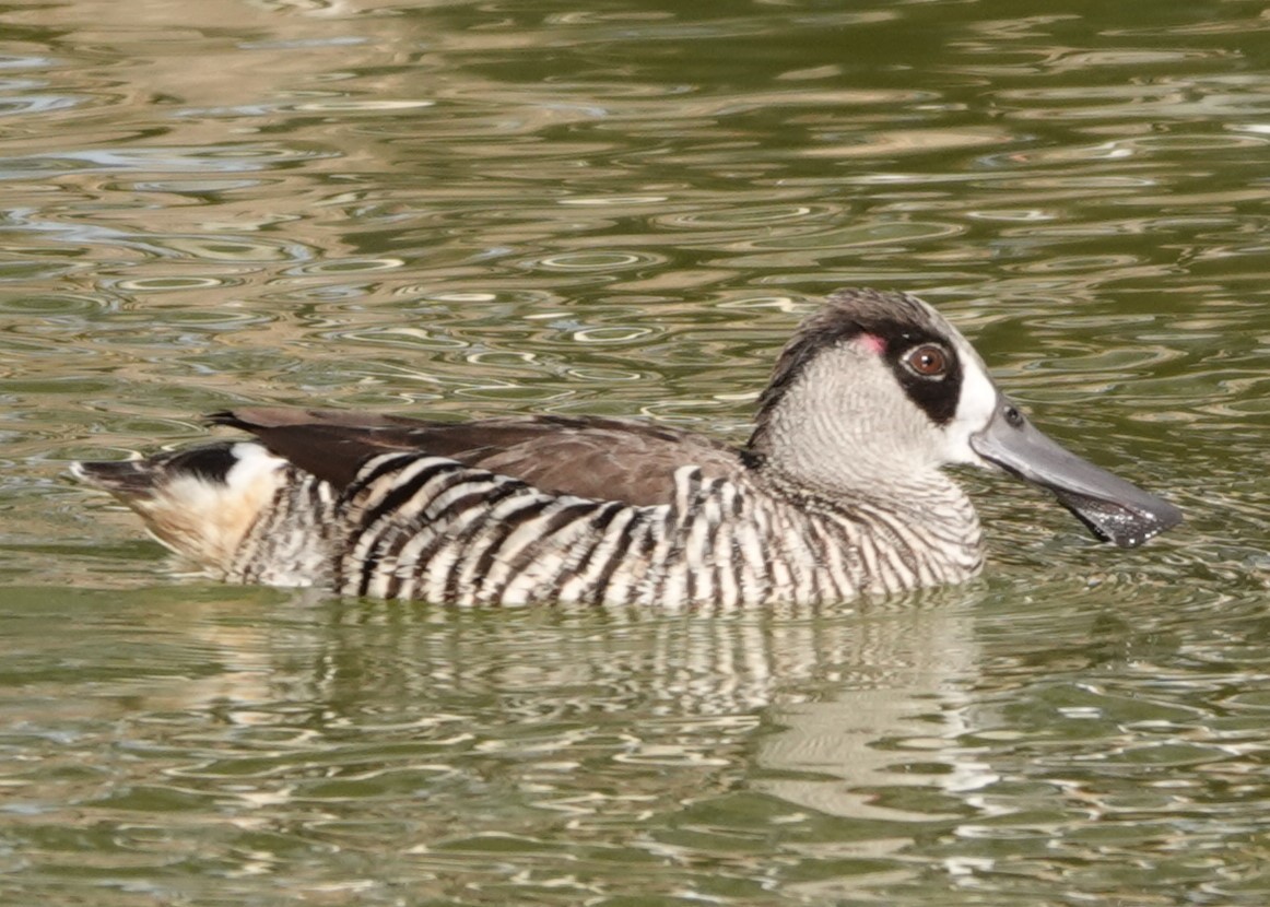 Pink-eared Duck - ML624176357