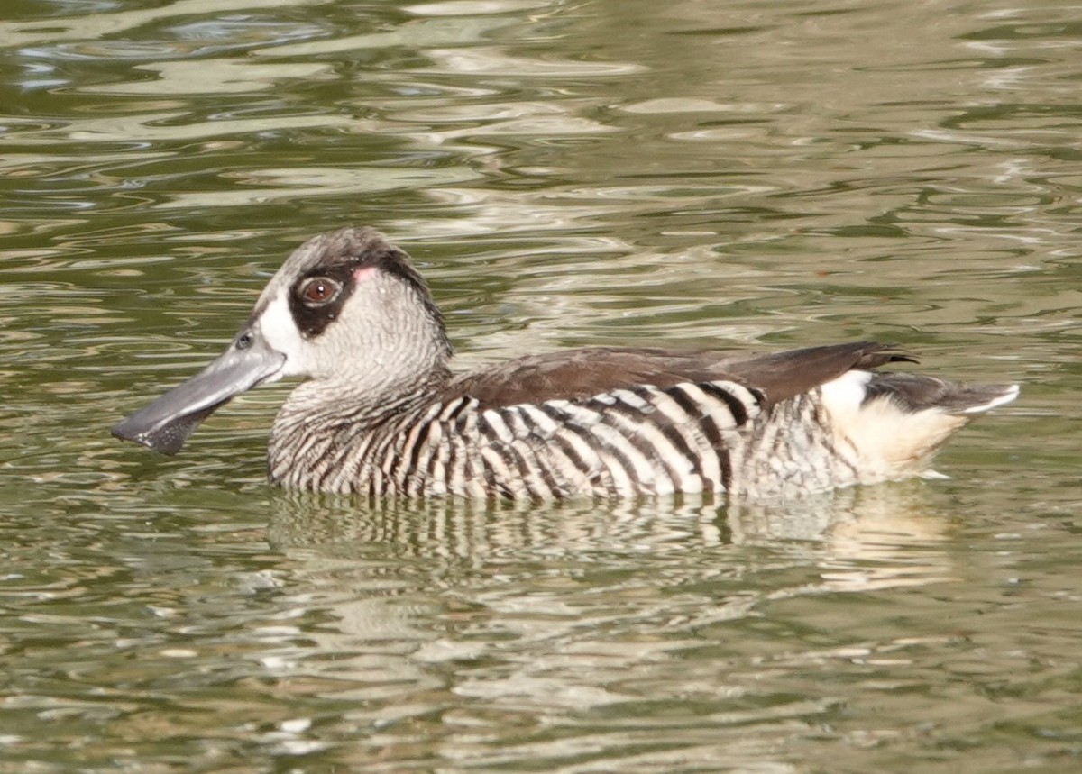 Pink-eared Duck - Justin Cook