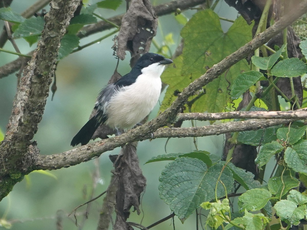 Tropical Boubou - ML624176406