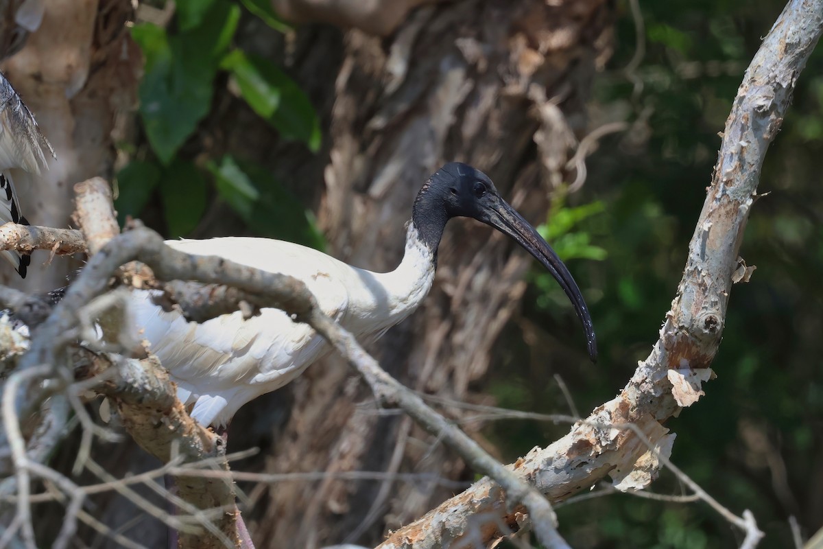 Australian Ibis - ML624176409