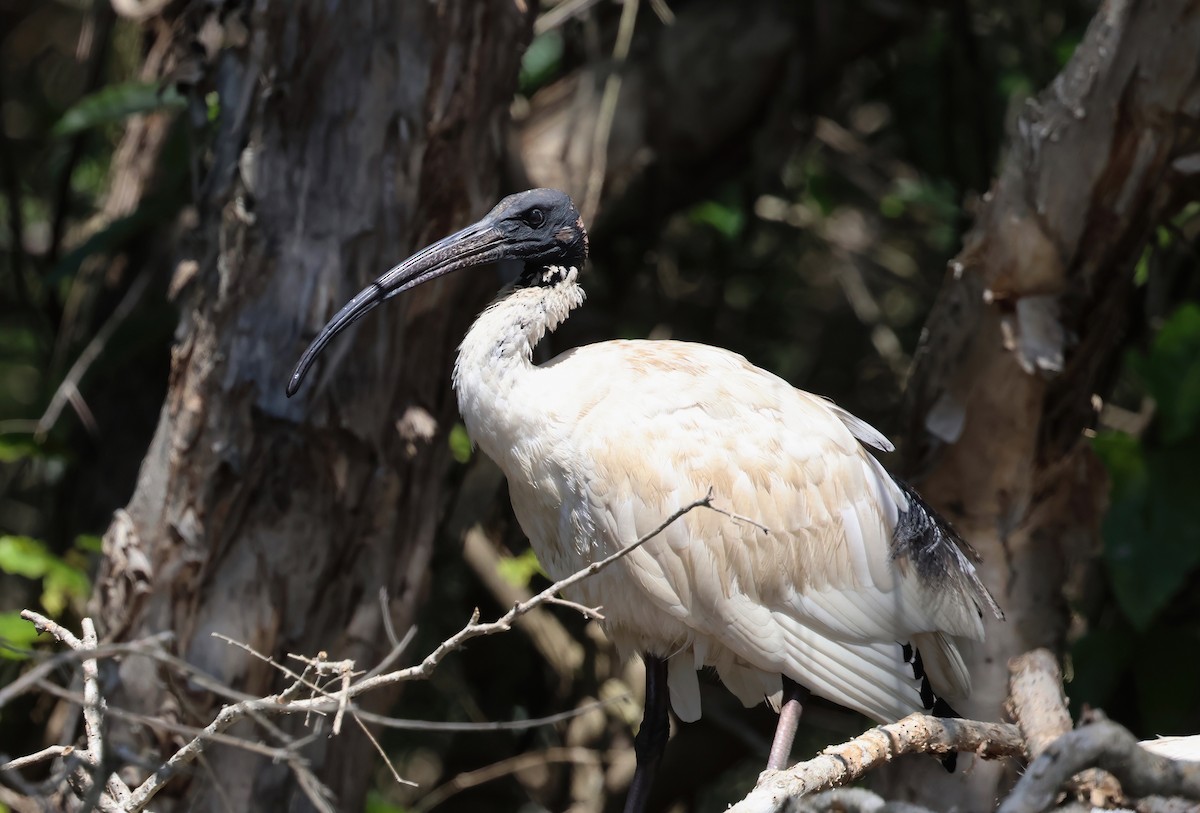 Australian Ibis - ML624176410