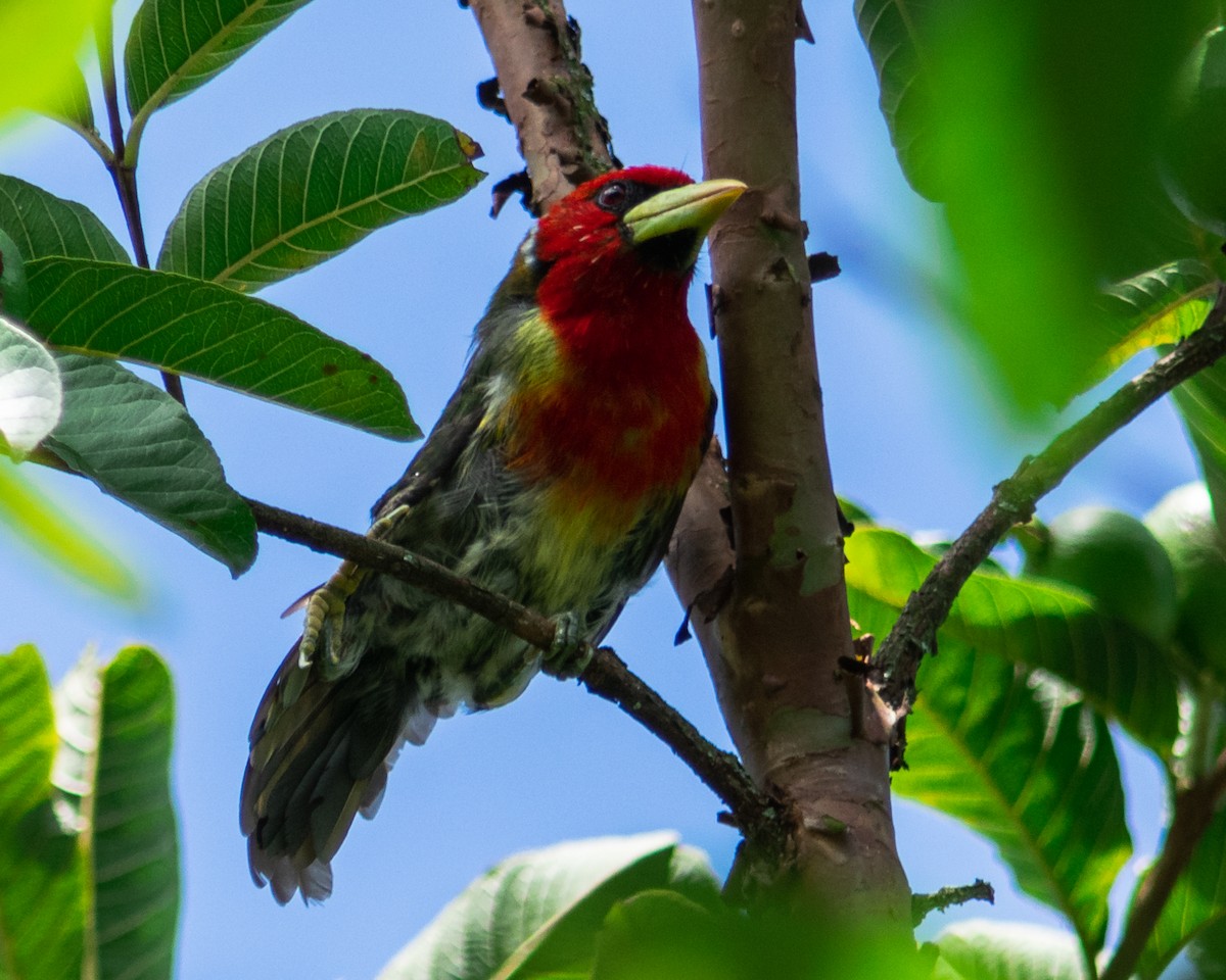 Red-headed Barbet - ML624176441