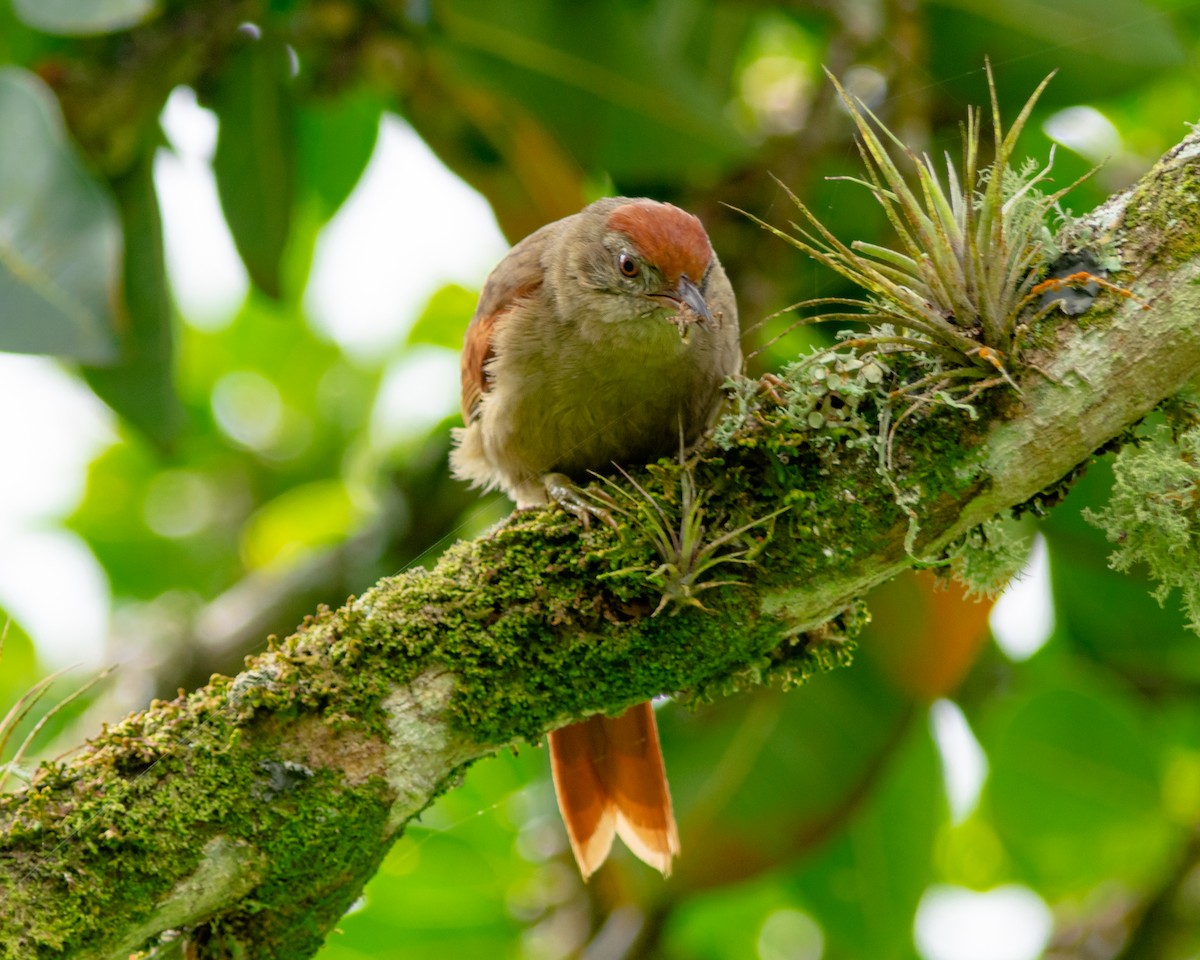 Ash-browed Spinetail - ML624176464