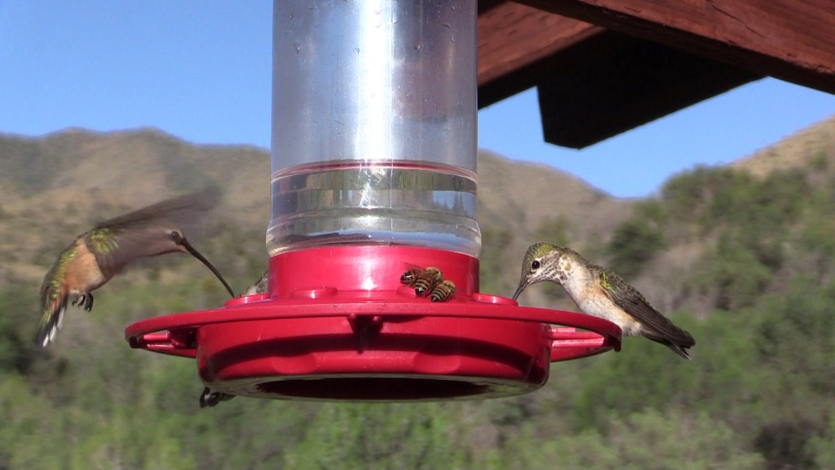 Lucifer Hummingbird - Arch  McCallum