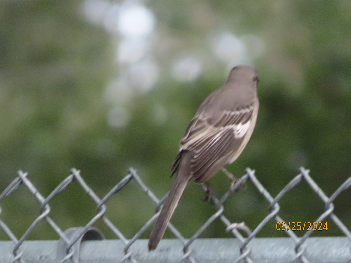 Northern Mockingbird - ML624176467