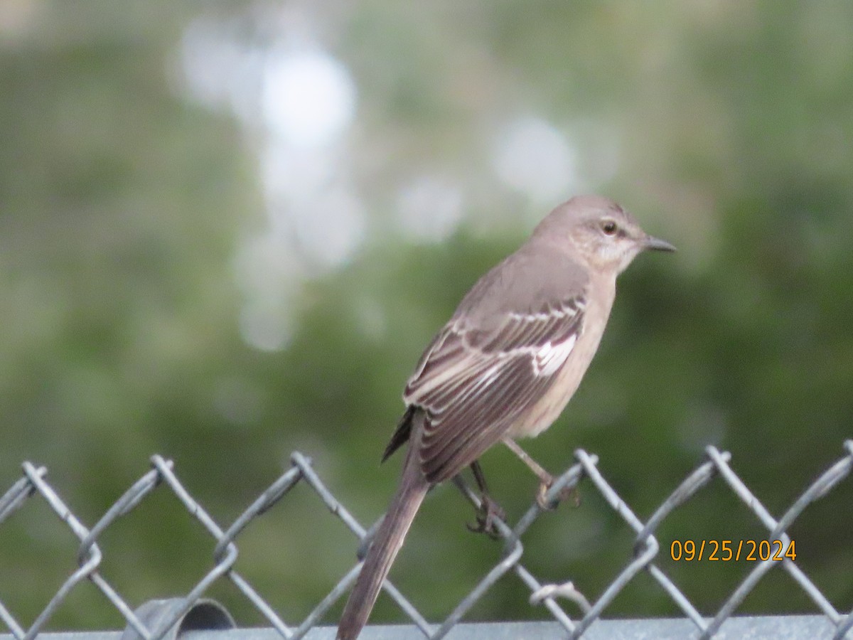 Northern Mockingbird - Susan Leake