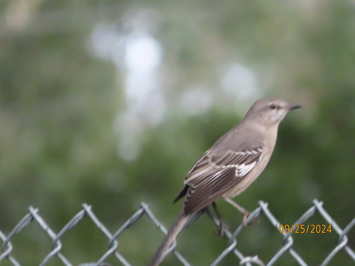 Northern Mockingbird - ML624176469