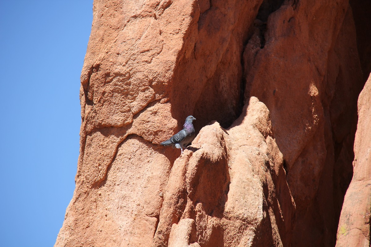 Rock Pigeon (Feral Pigeon) - ML624176476