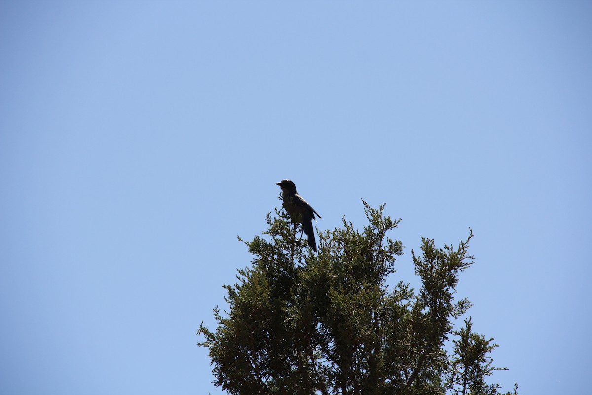 Woodhouse's Scrub-Jay - ML624176480