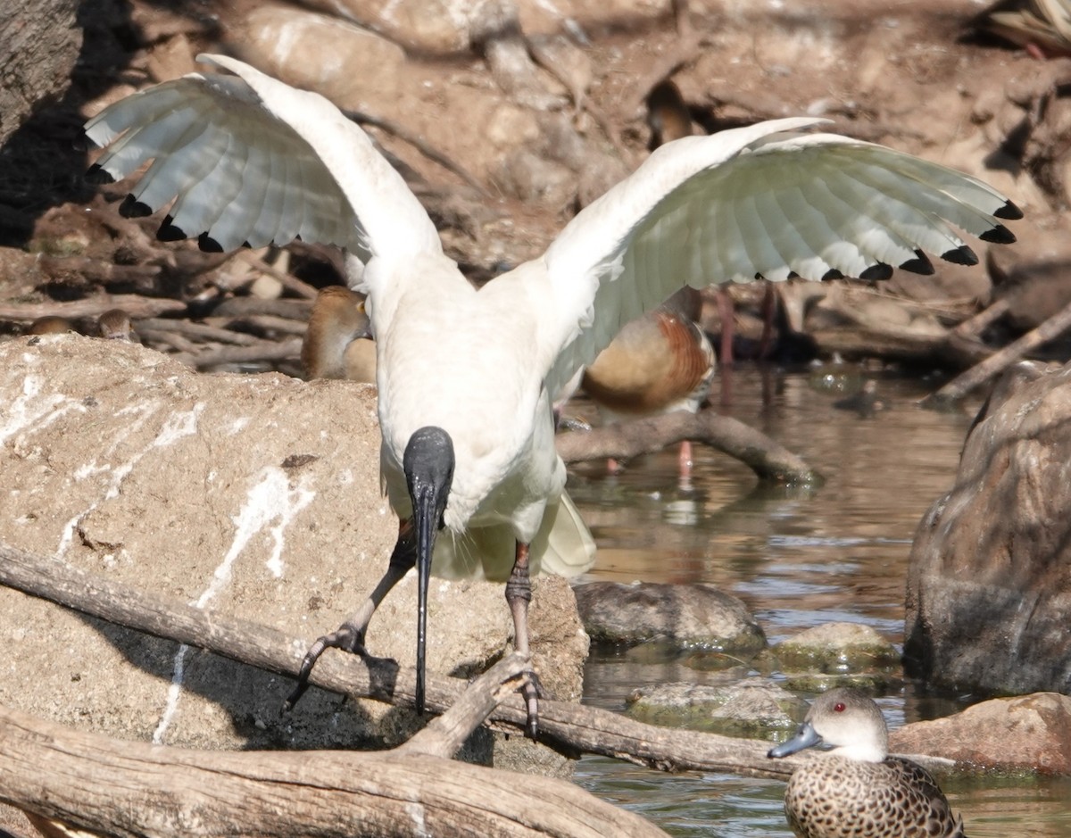 Australian Ibis - ML624176501