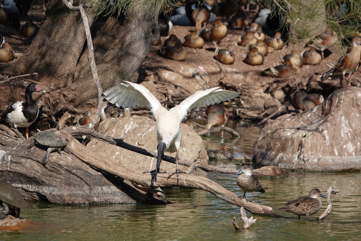 Australian Ibis - ML624176502