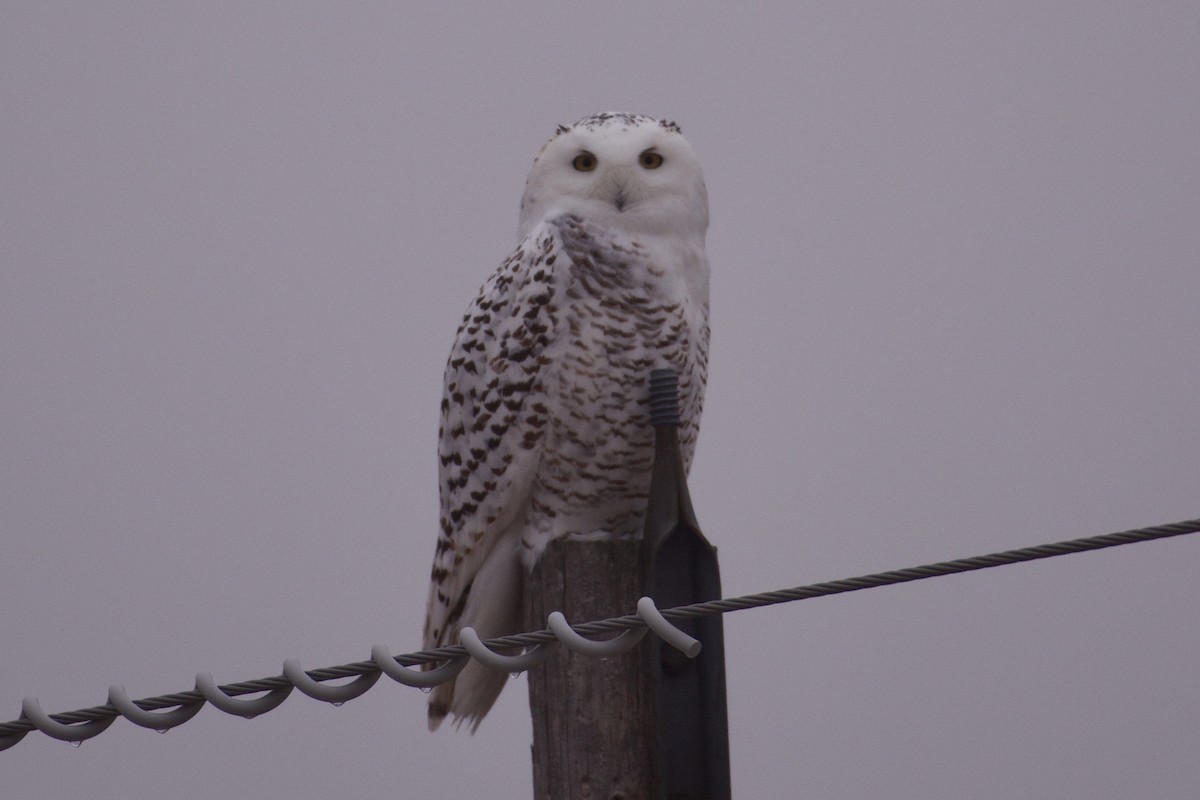 Snowy Owl - ML624176505