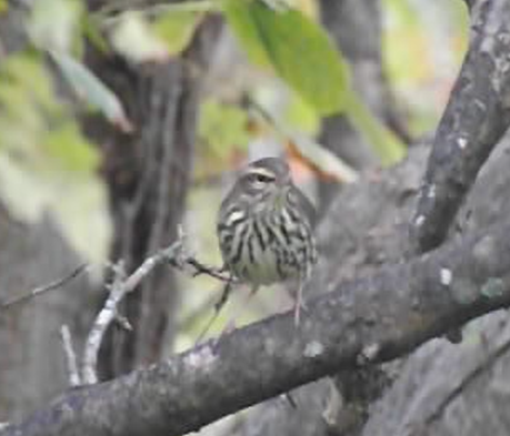 Northern Waterthrush - ML624176514