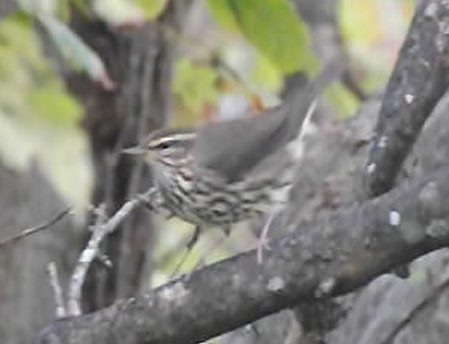 Northern Waterthrush - ML624176516