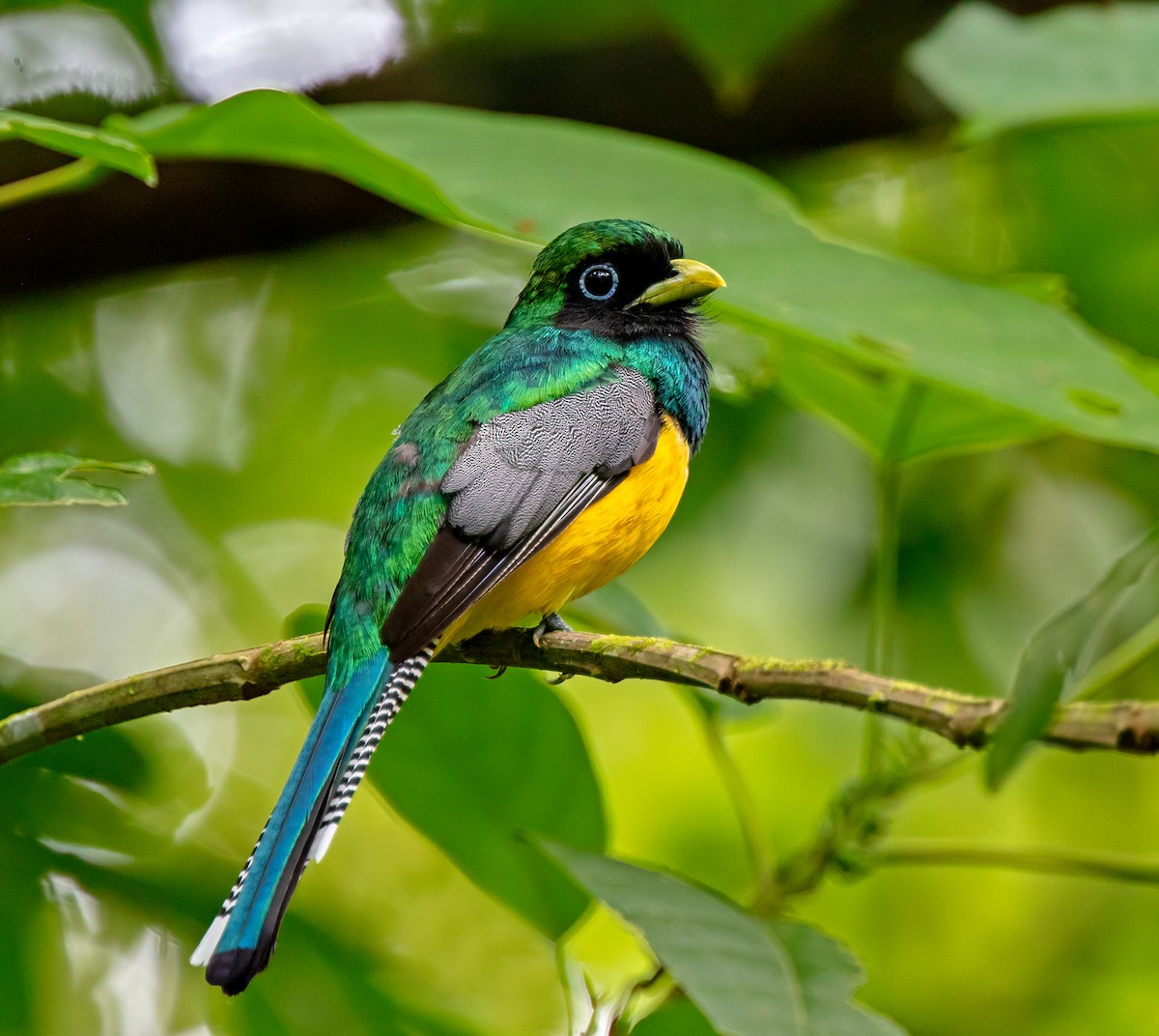 Northern Black-throated Trogon - ML624176552