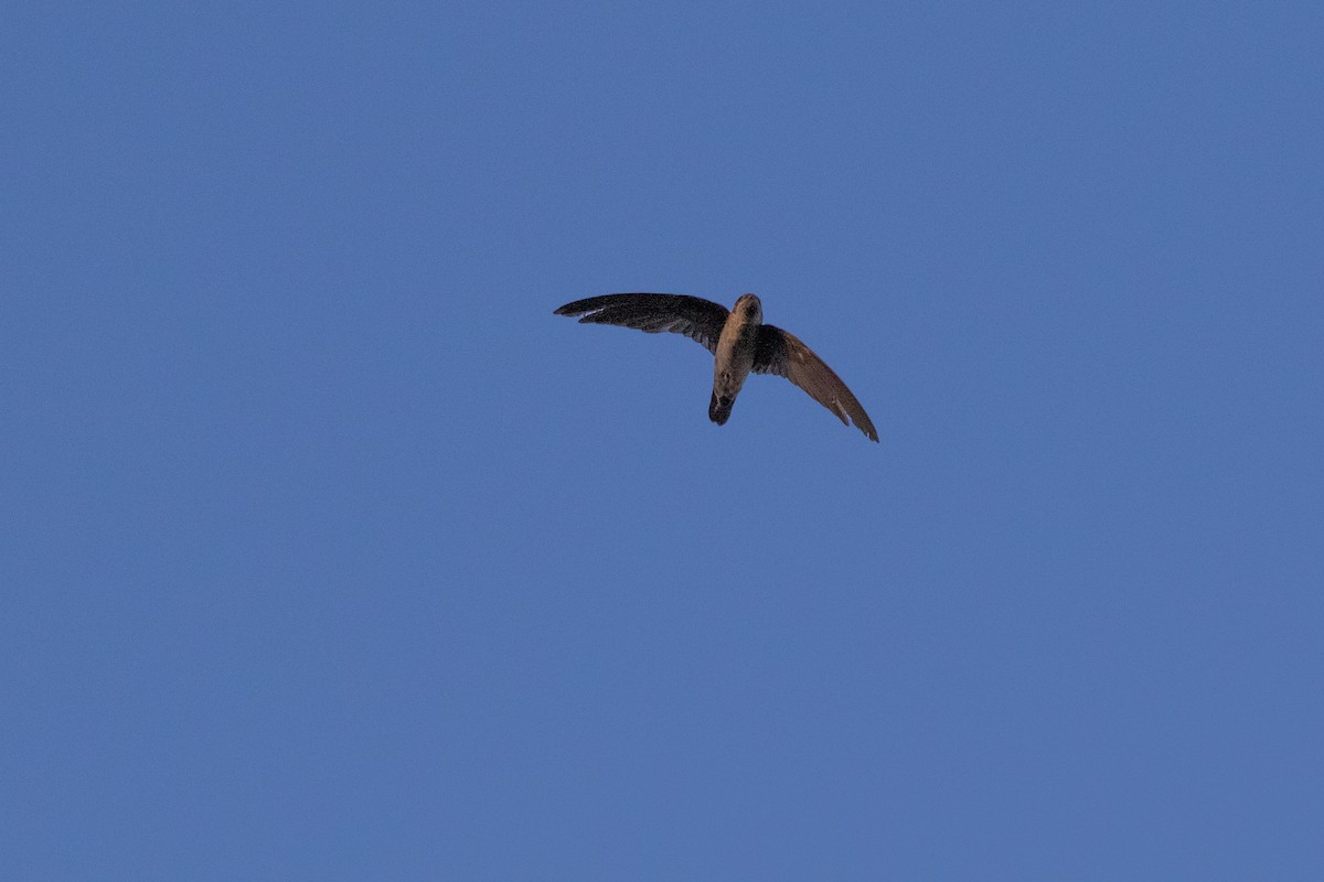 Germain's Swiftlet - ML624176578