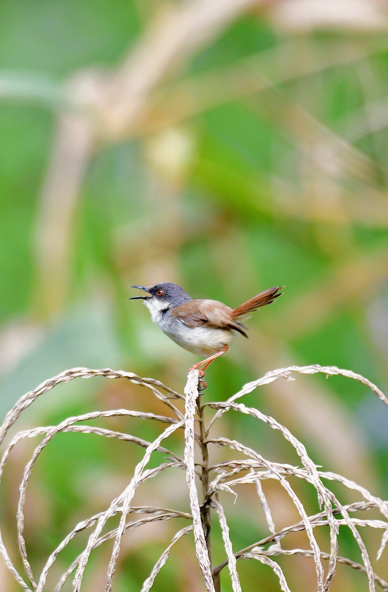 Gray-crowned Prinia - ML624176585