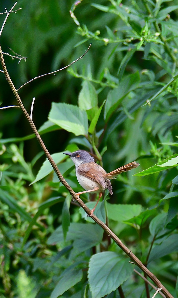 Gray-crowned Prinia - ML624176606