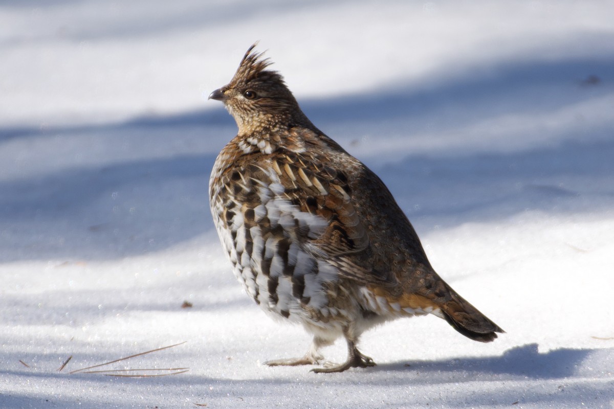 Ruffed Grouse - ML624176607