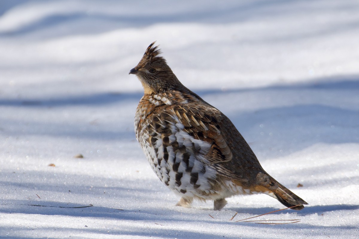 Ruffed Grouse - ML624176610