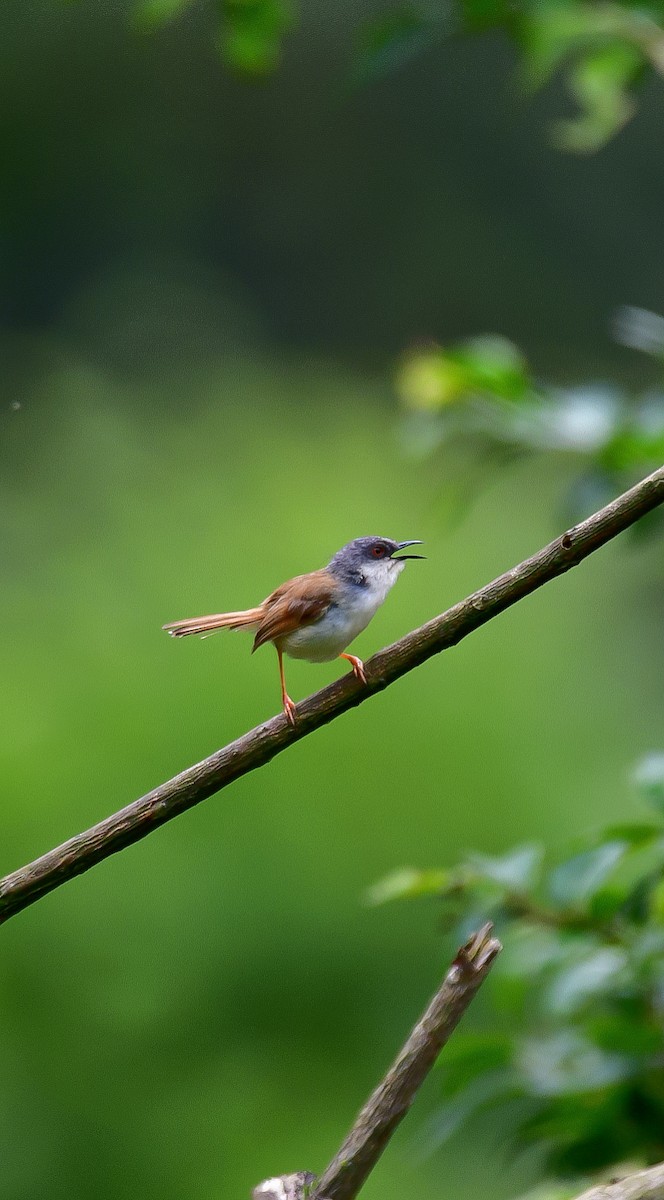 Gray-crowned Prinia - ML624176614