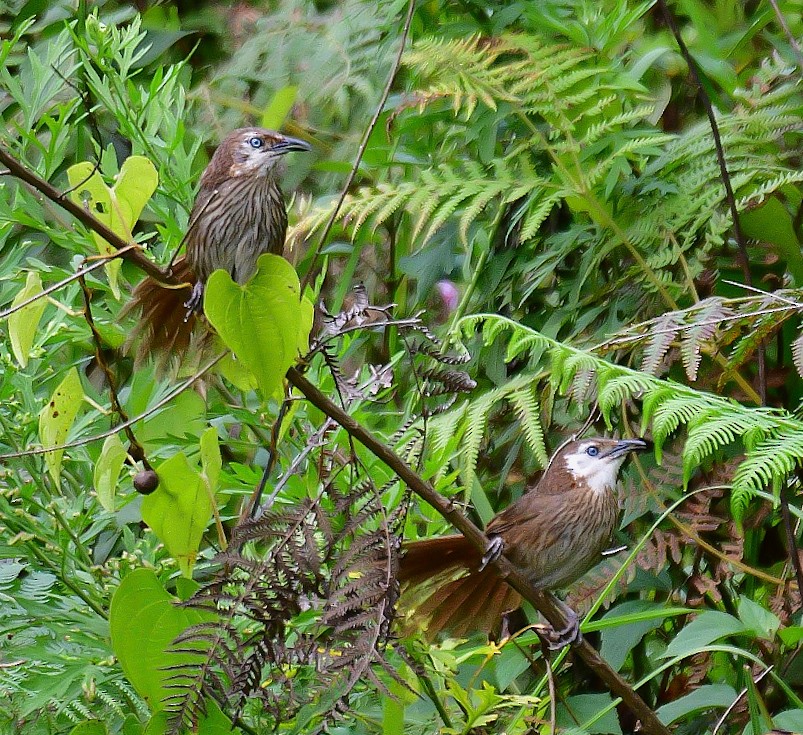 Spiny Babbler - ML624176622