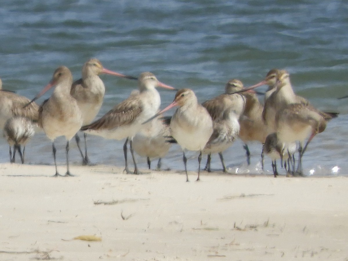 Bar-tailed Godwit (Siberian) - ML624176626