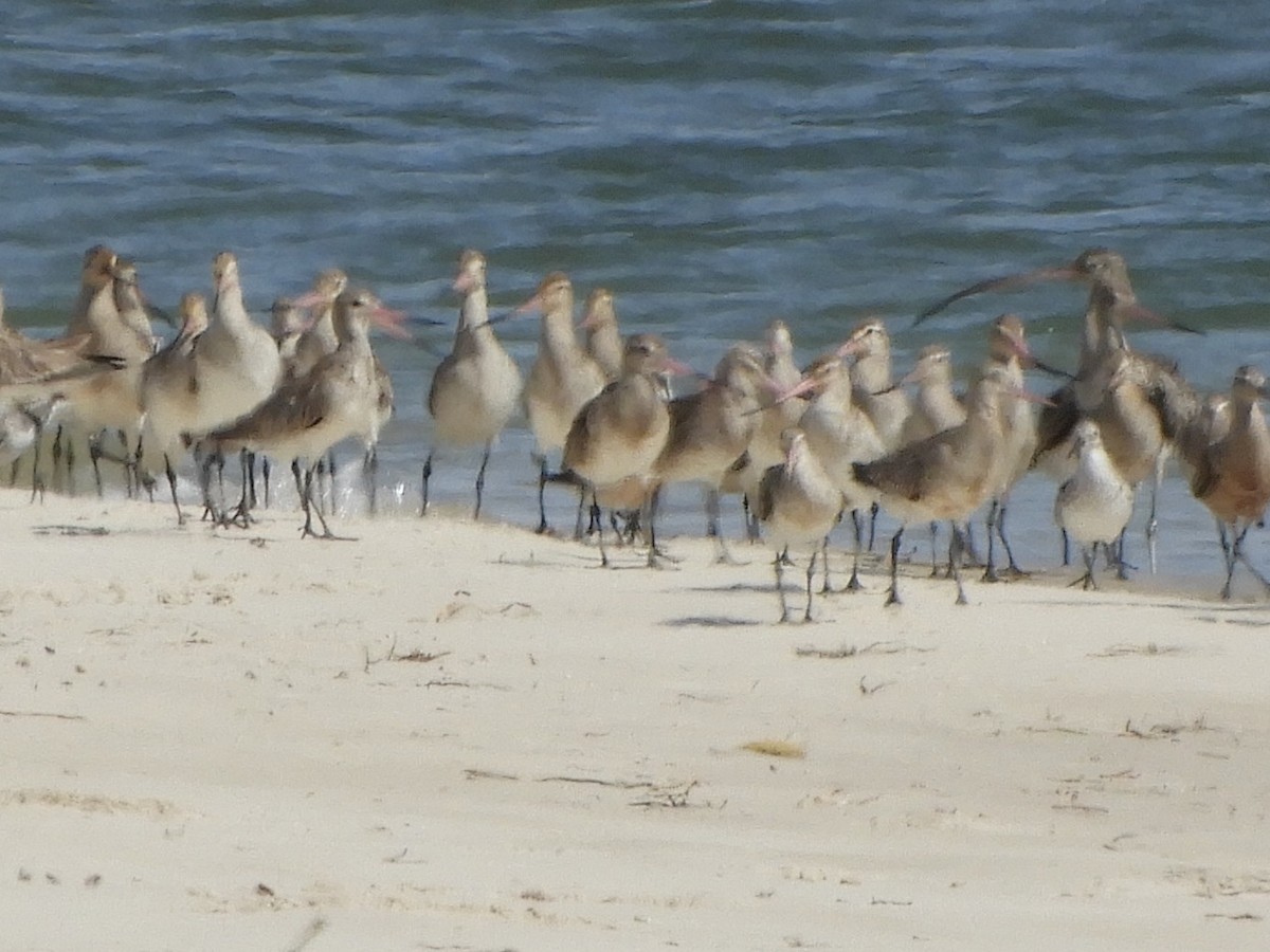 Bar-tailed Godwit (Siberian) - ML624176630