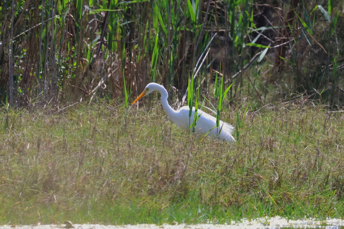 Plumed Egret - ML624176633