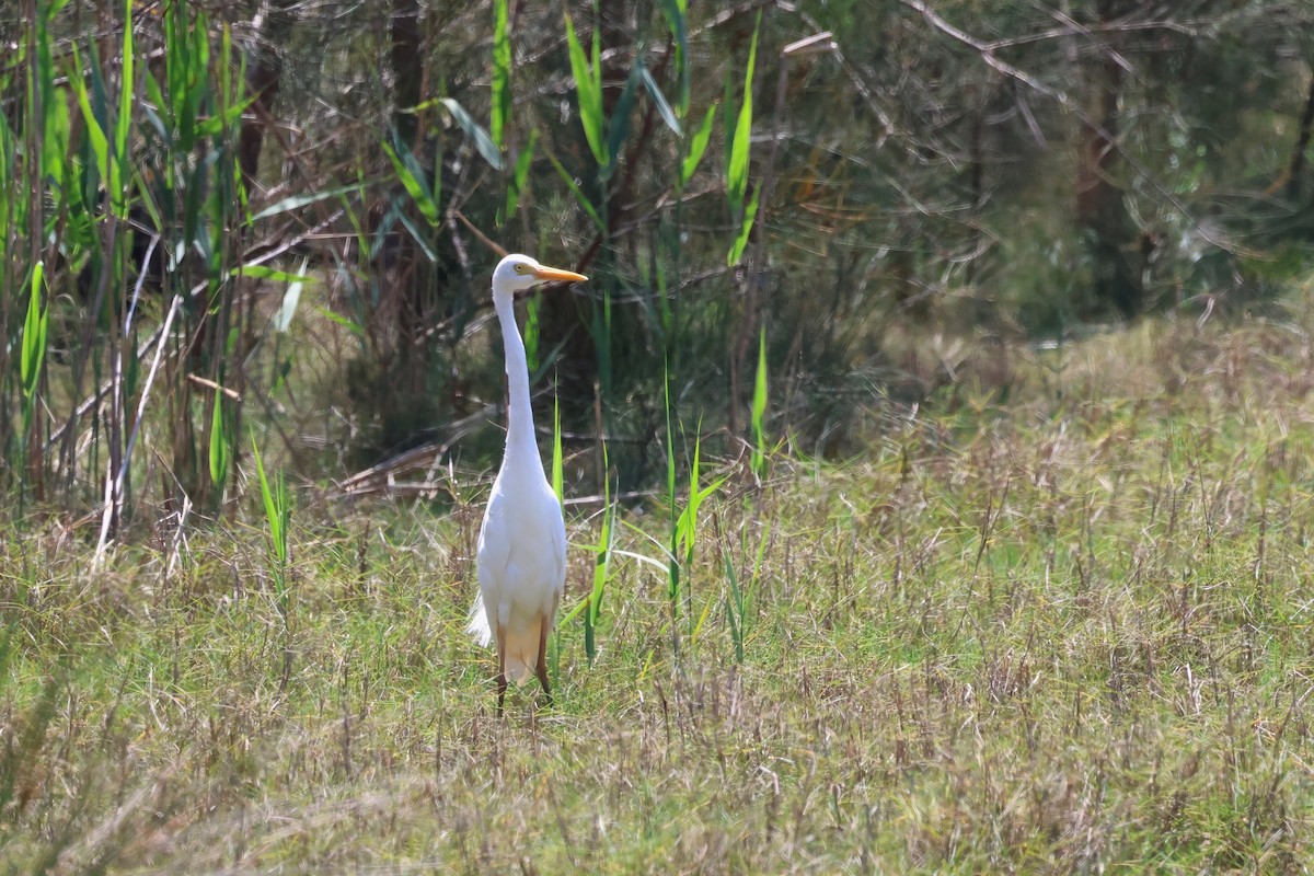 Plumed Egret - ML624176634