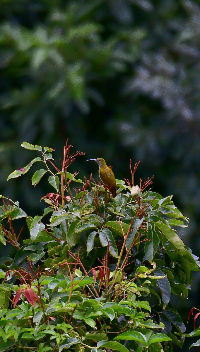 Streaked Spiderhunter - ML624176635