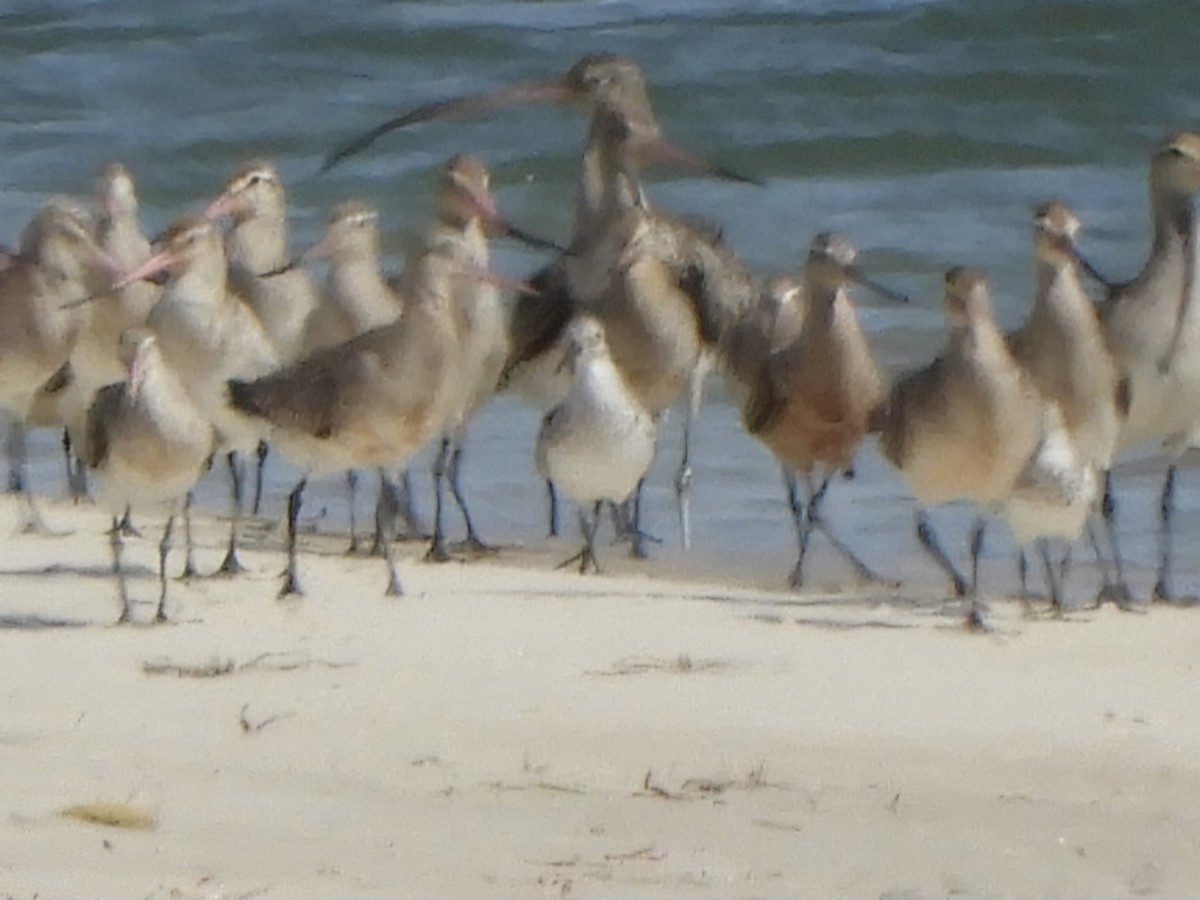 Great Knot - ML624176638