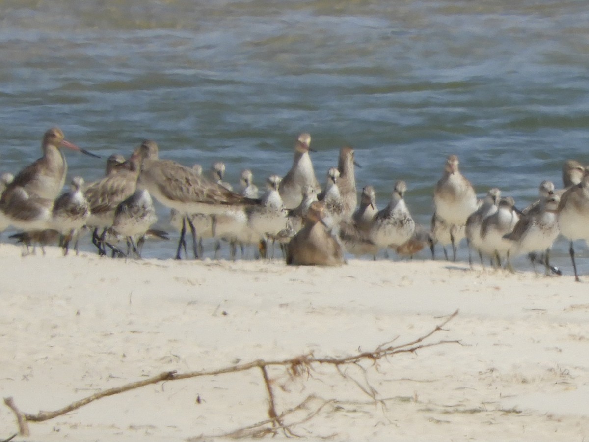 Great Knot - ML624176640