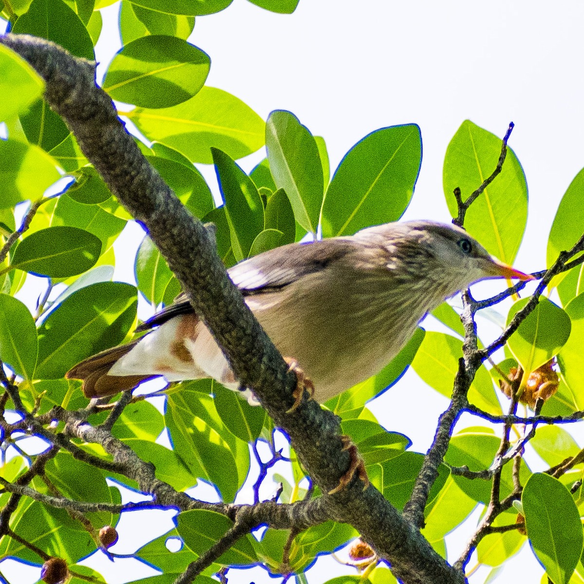 Chestnut-tailed Starling - ML624176642