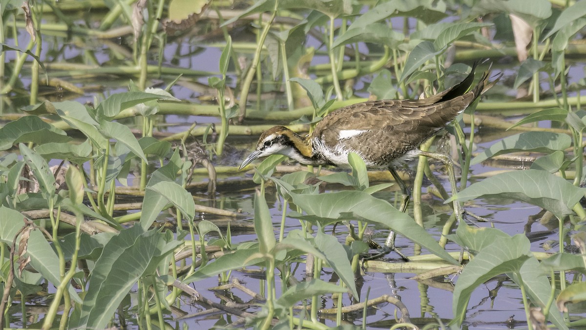 Pheasant-tailed Jacana - ML624176643