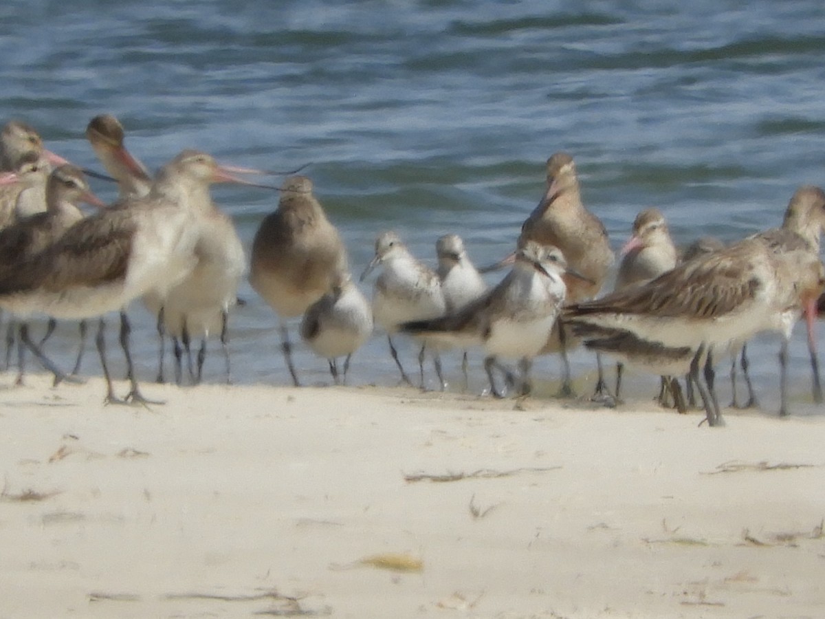 Great Knot - ML624176647