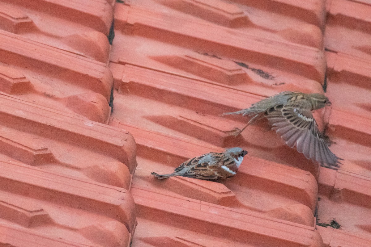 House Sparrow - Huan Truong Dinh