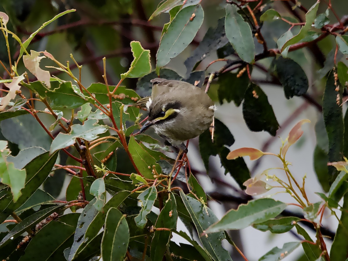 Yellow-faced Honeyeater - ML624176694