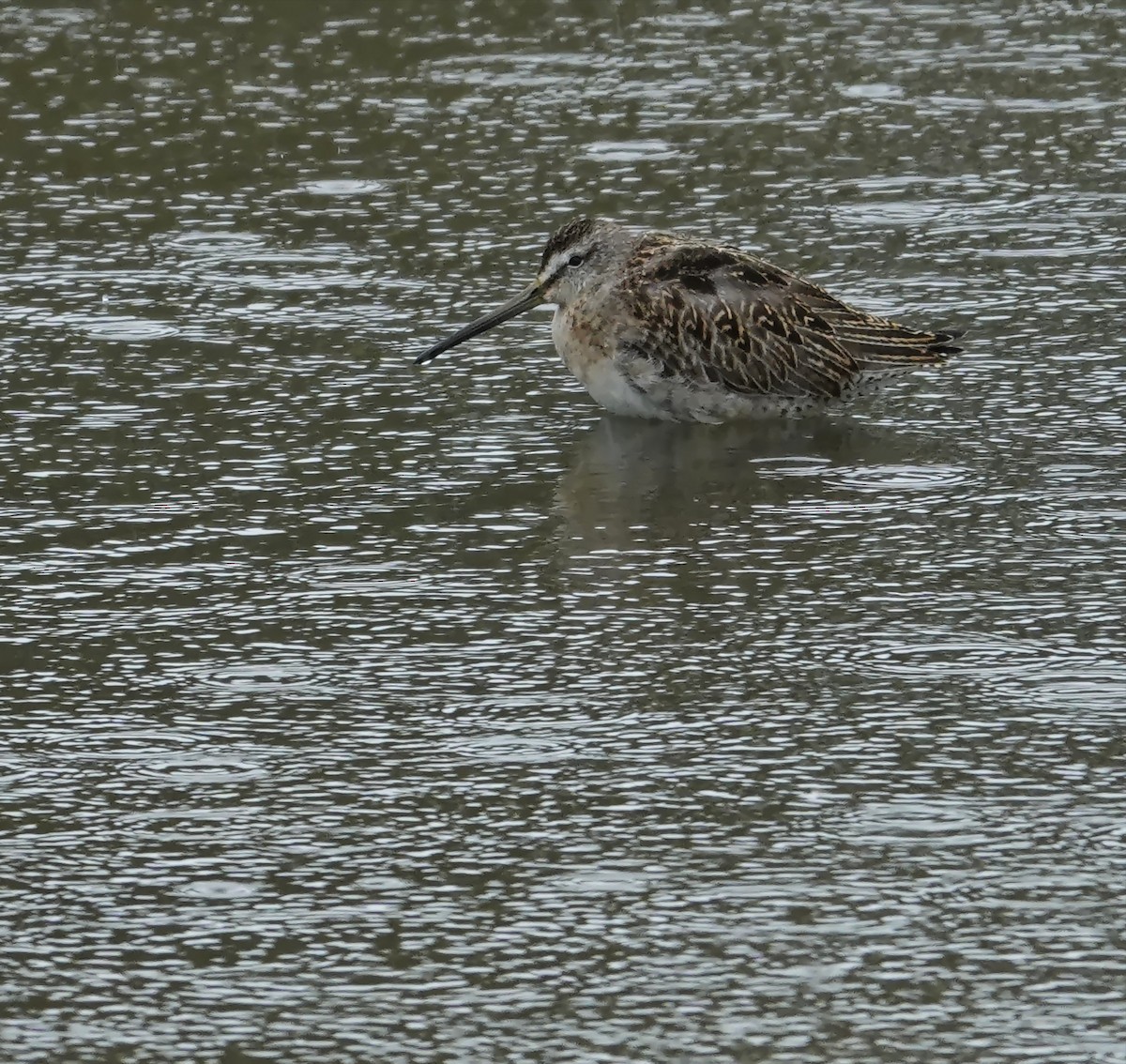 Short-billed Dowitcher - ML624176716