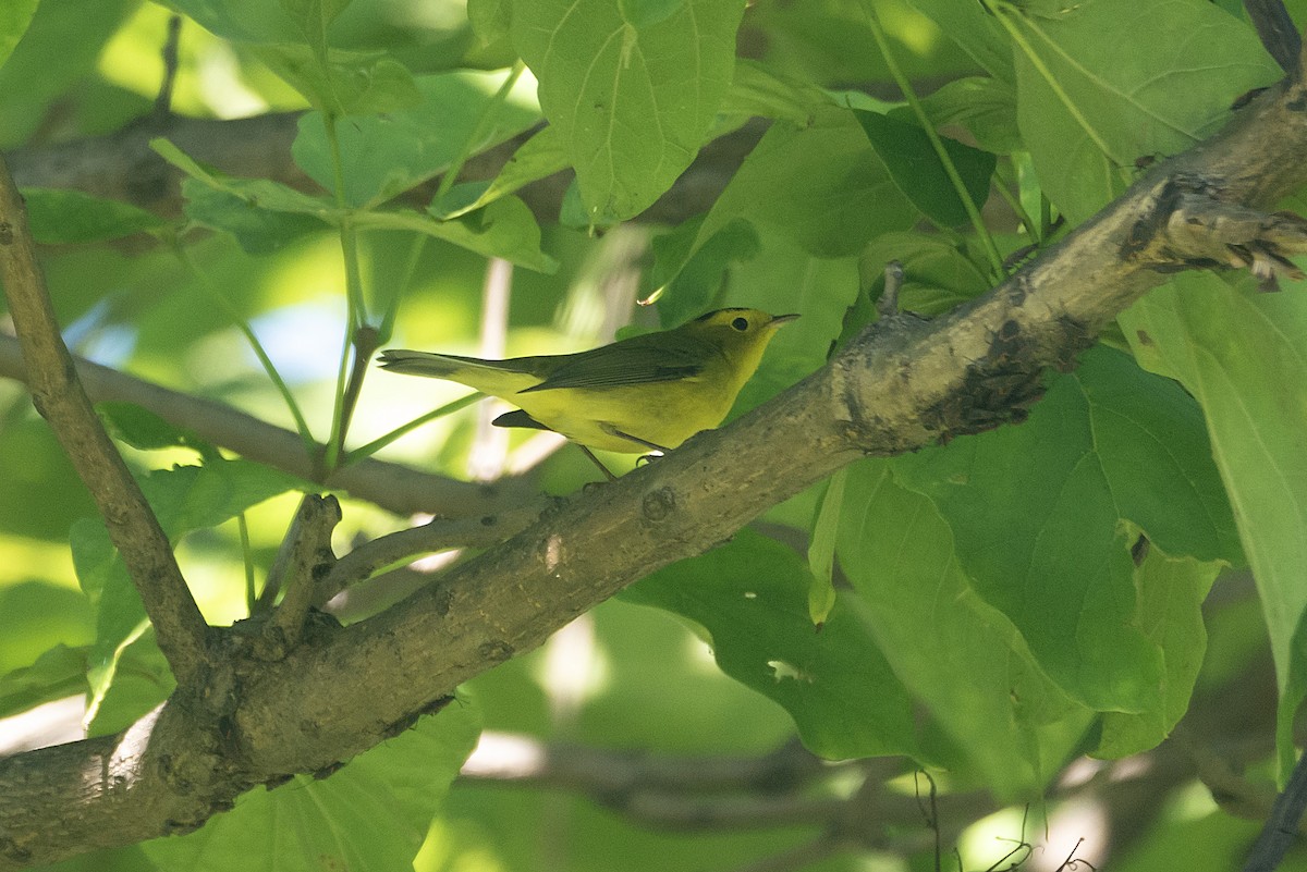 Wilson's Warbler - ML624176731