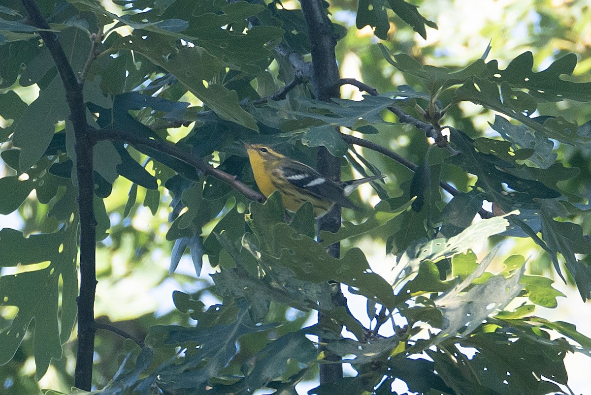 Blackburnian Warbler - ML624176735