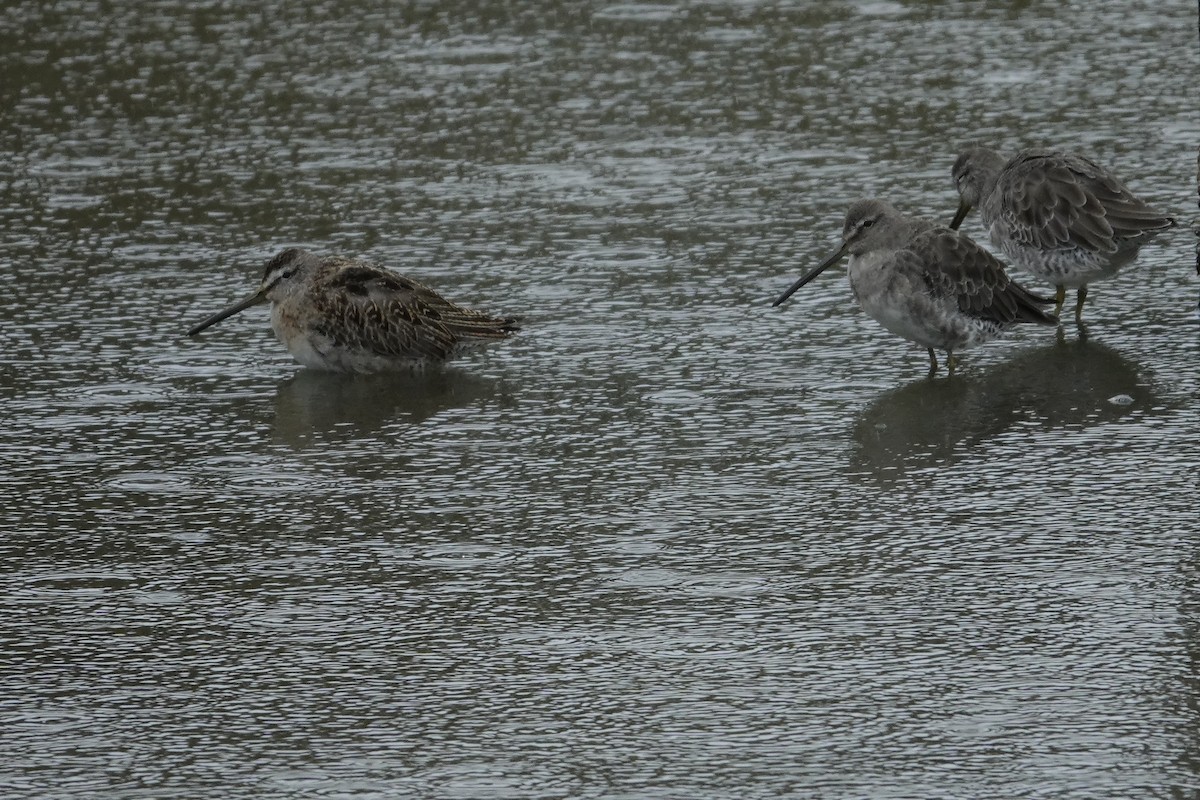 Short-billed Dowitcher - ML624176742