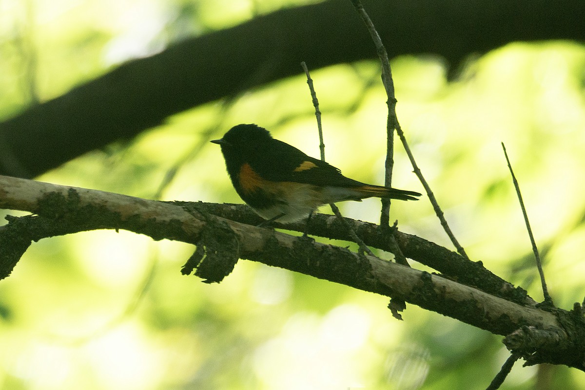 American Redstart - ML624176743